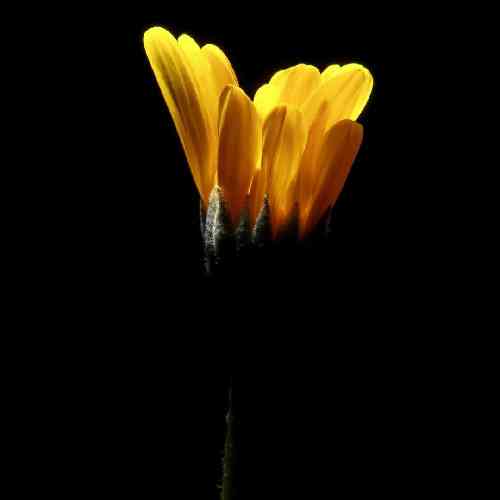 حسین آفرین بردی دله من مثل خودت پیدا نمیشه زبانم گنگه میشه